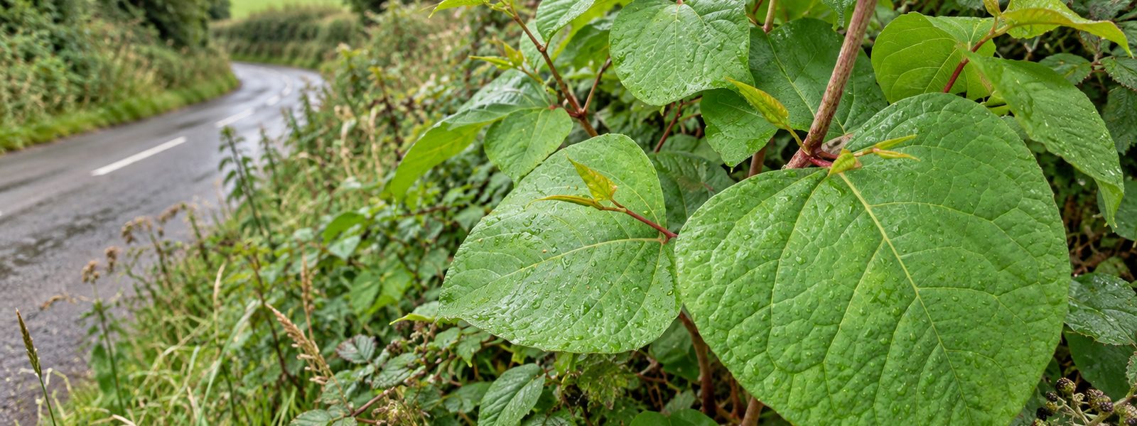 Knotweed Removal Quotes in the South East Knotweed Removal Quotes in the South East
