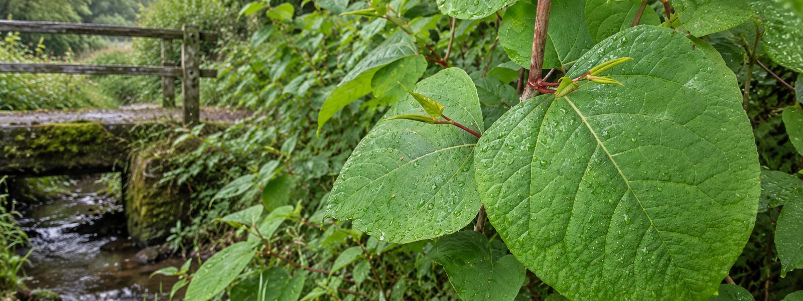 Knotweed Removal Quotes in the South West Knotweed Removal Quotes in the South West